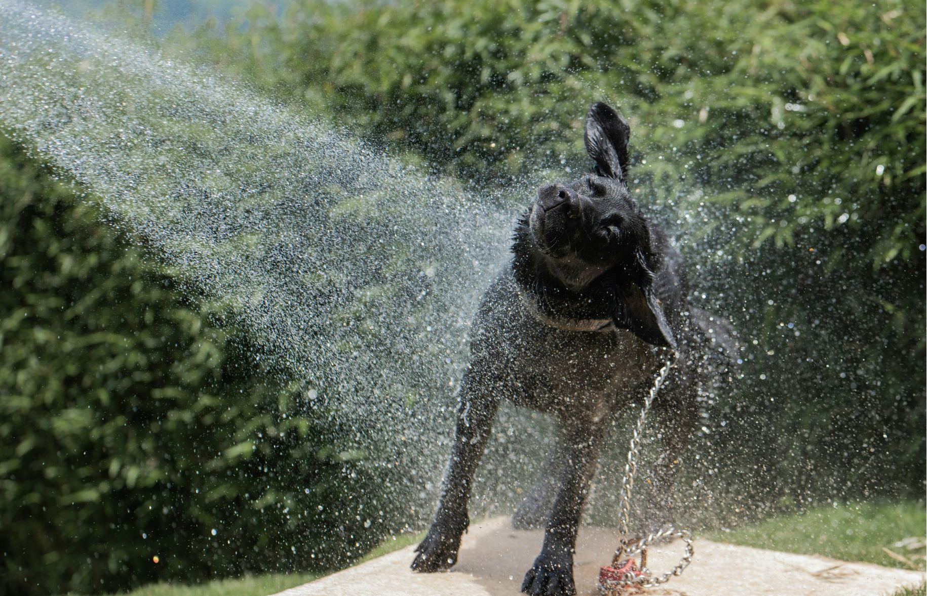 Travel-Friendly Dog Bathing Tips